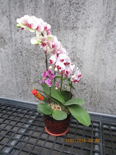 Product Name: eight of immortals phalaenopsis